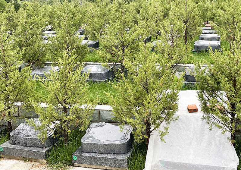 景仰园朝翠园树葬卧碑