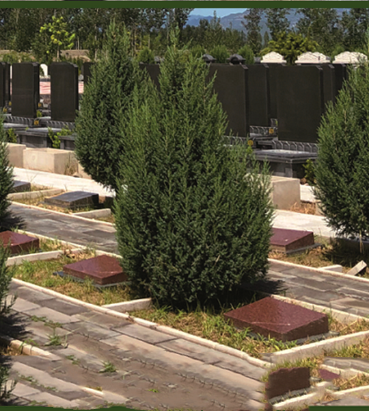 天福园公墓树葬